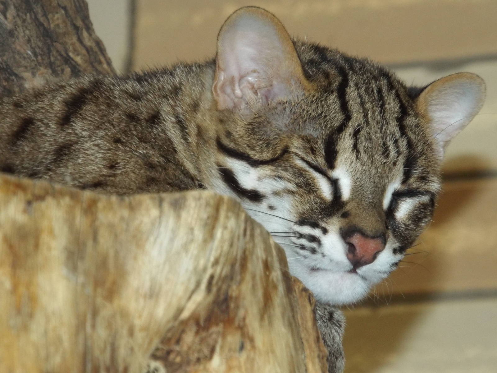 Palawan Leopard Cat (Prionailurus bengalensis heaneyi) at Tierpark Berlin -