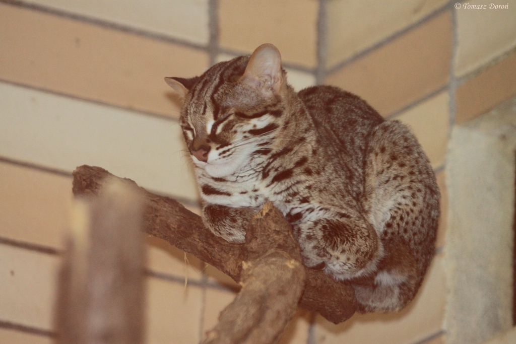 Palawan Leopard Cat (Prionailurus bengalensis heaneyi)