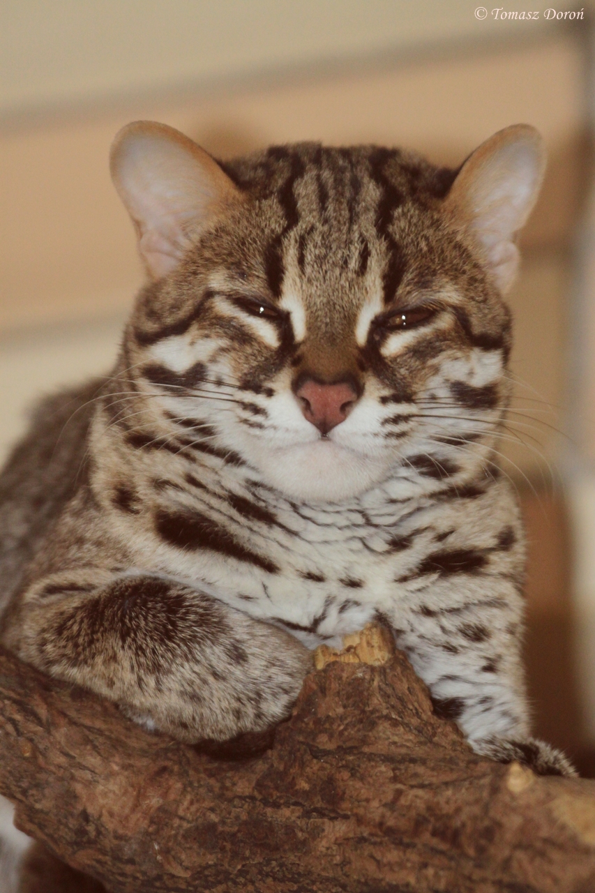 Palawan Leopard Cat (Prionailurus bengalensis heaneyi)