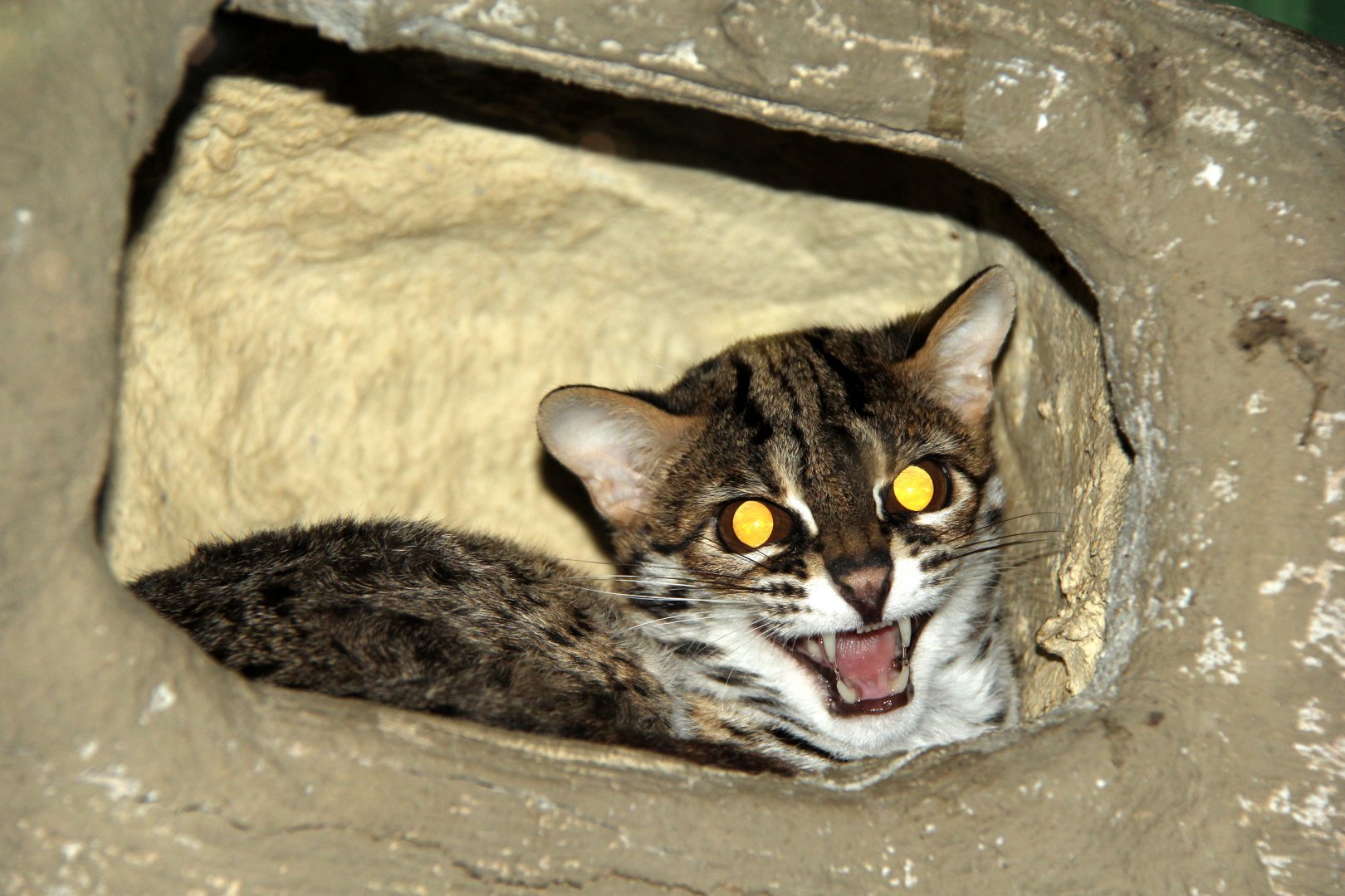 Palawan leopard cat (Prionailurus bengalensis heaneyi)