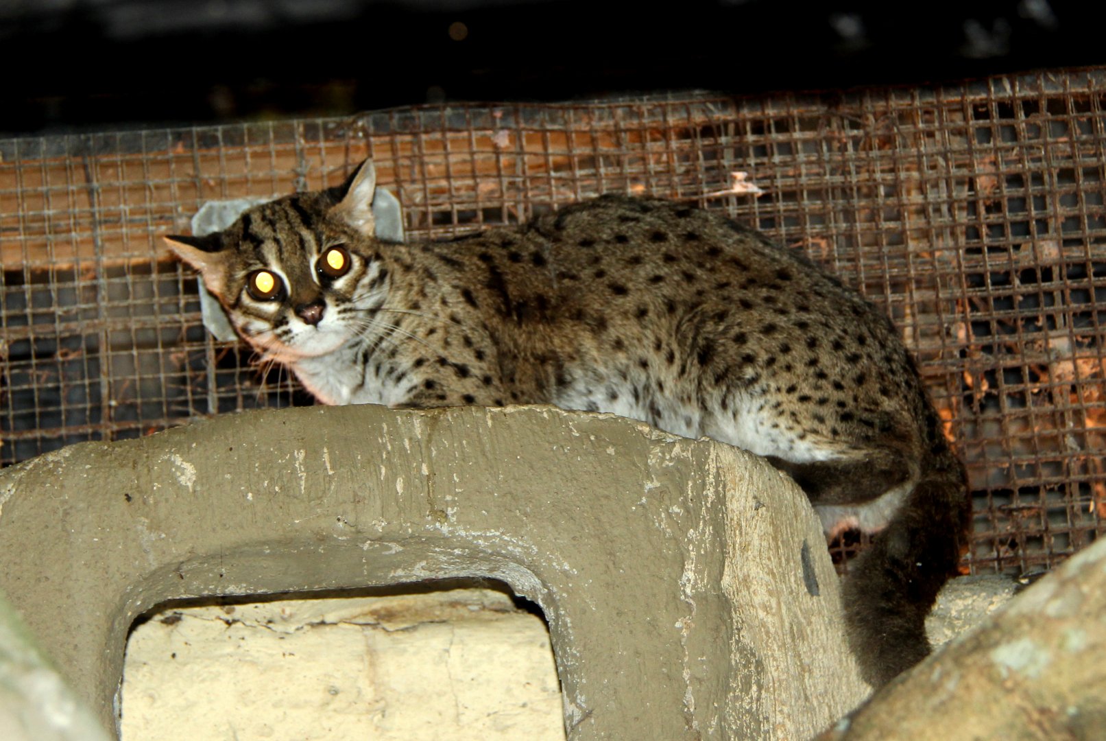 Palawan leopard cat (Prionailurus bengalensis heaneyi)