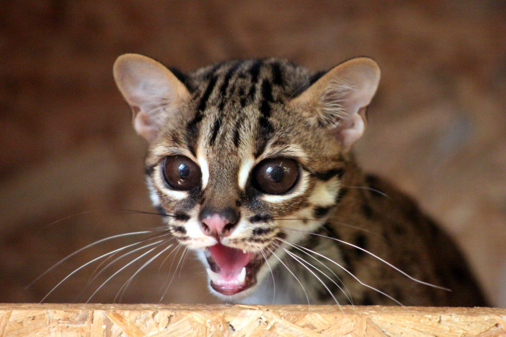Palawan leopard cat (Prionailurus bengalensis heaneyi)
