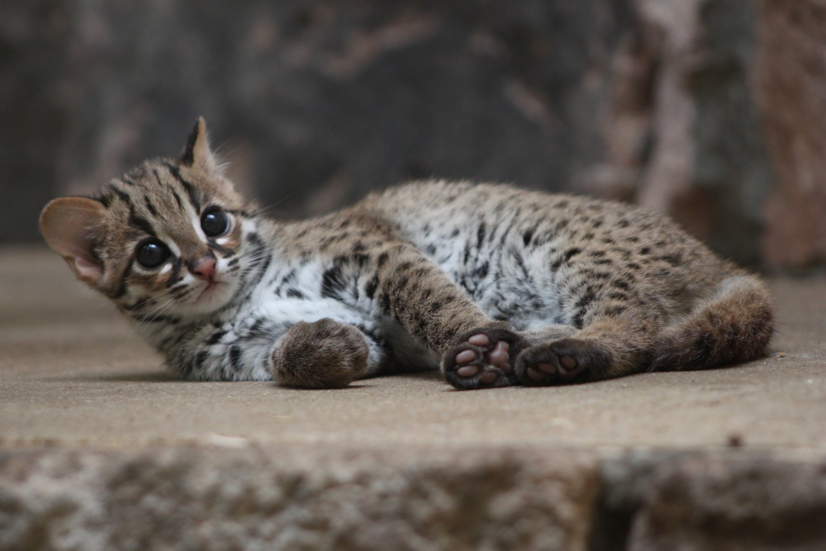 Palawan leopard cat (Prionailurus bengalensis heaneyi)