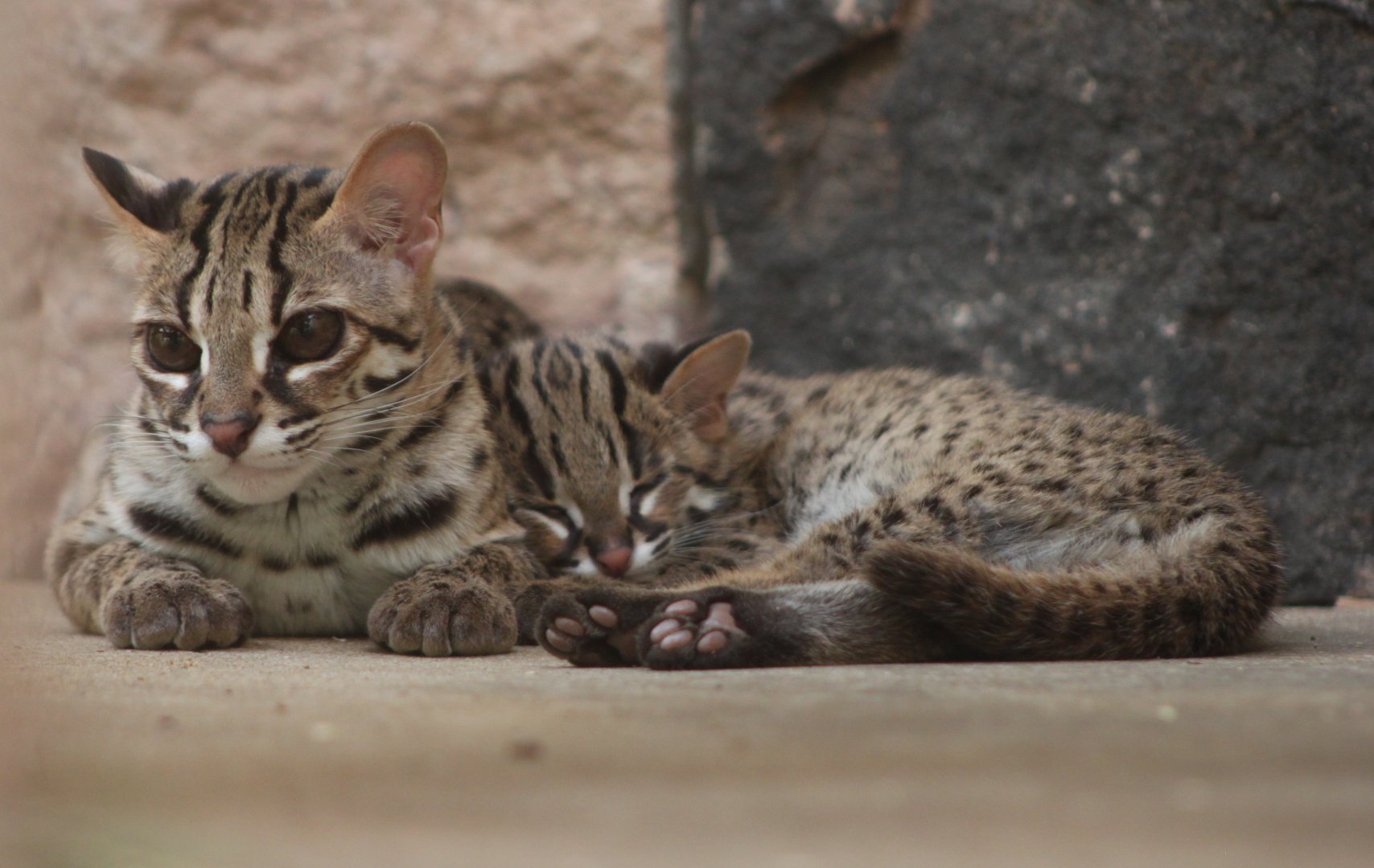 Palawan leopard cat (Prionailurus bengalensis heaneyi)
