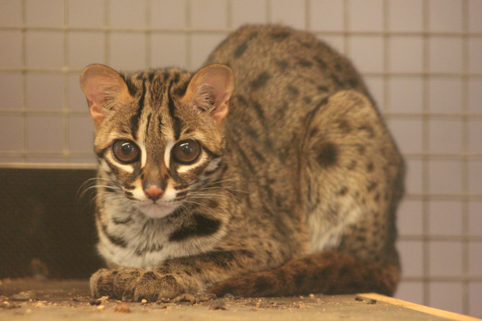 Palawan leopard cat (Prionailurus bengalensis heaneyi)