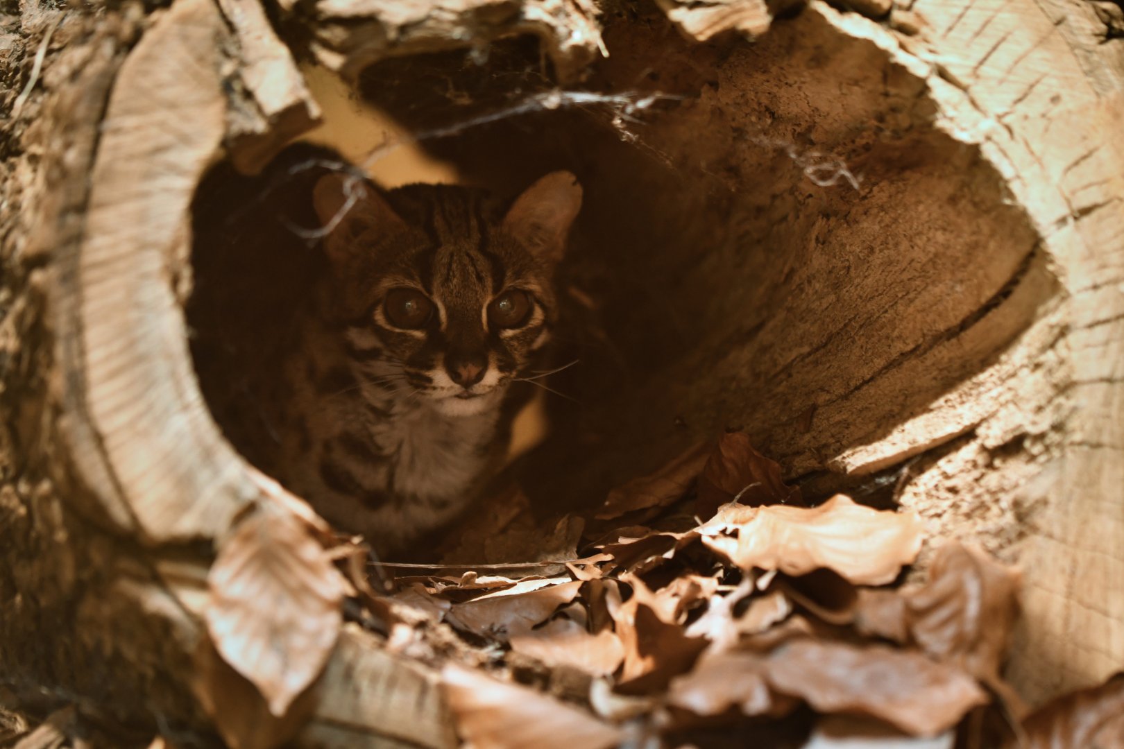 Palawan leopard cat (Prionailurus bengalensis heaneyi)