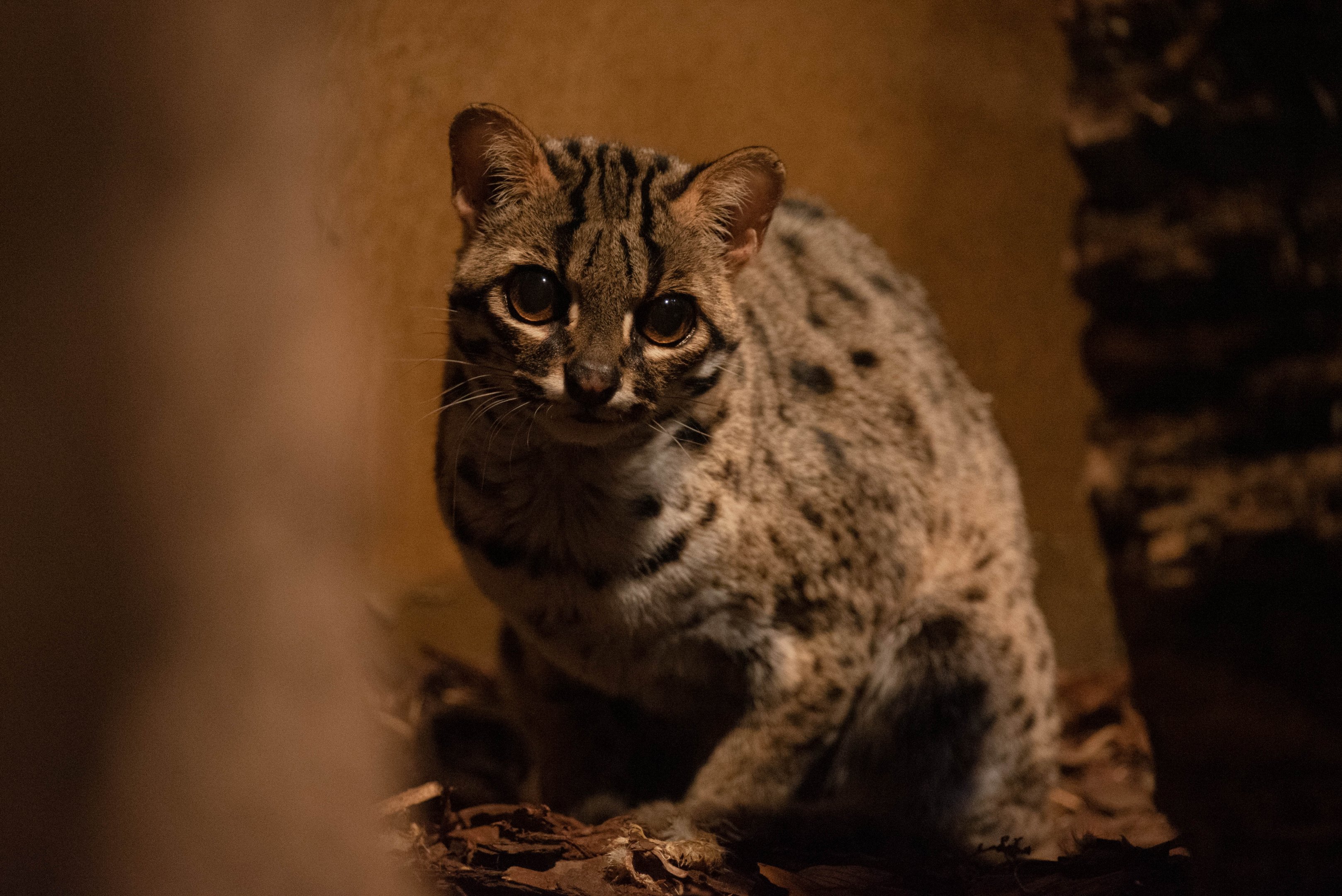 Palawan leopard cat - Prionailurus bengalensis heaneyi