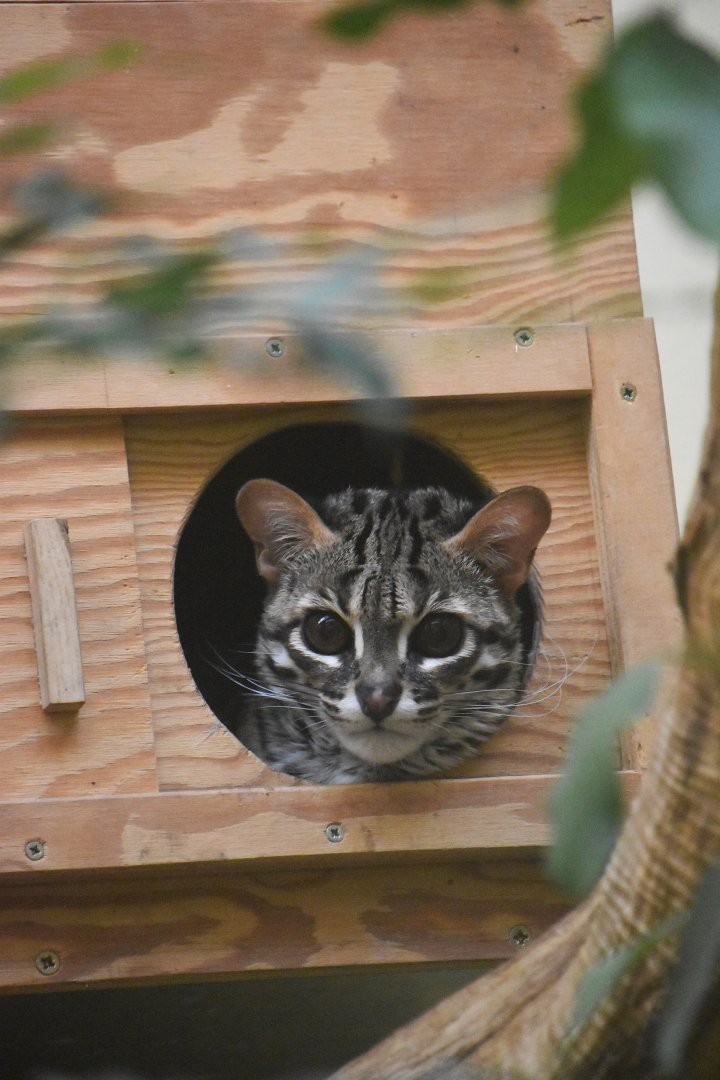 Palawan leopard cat, Prionailurus javanensis heaneyi
