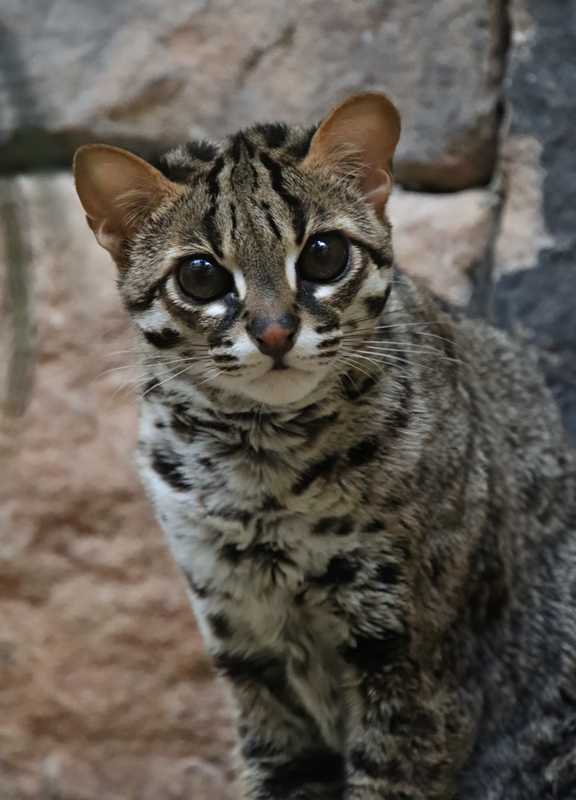 Palawan leopard cat (Prionailurus javanensis heaneyi)