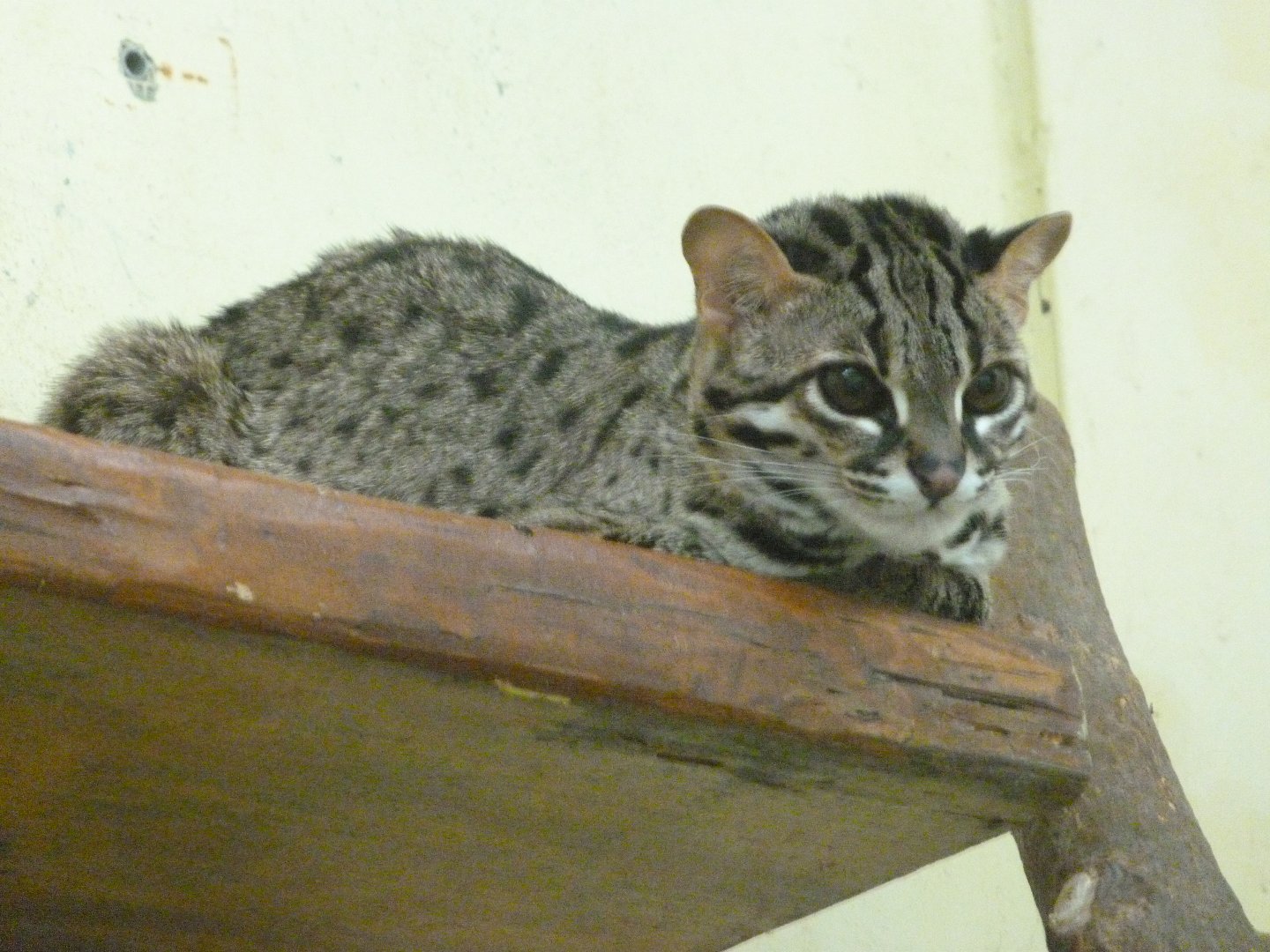 Palawan leopard cat -Zoo Praha (2025)