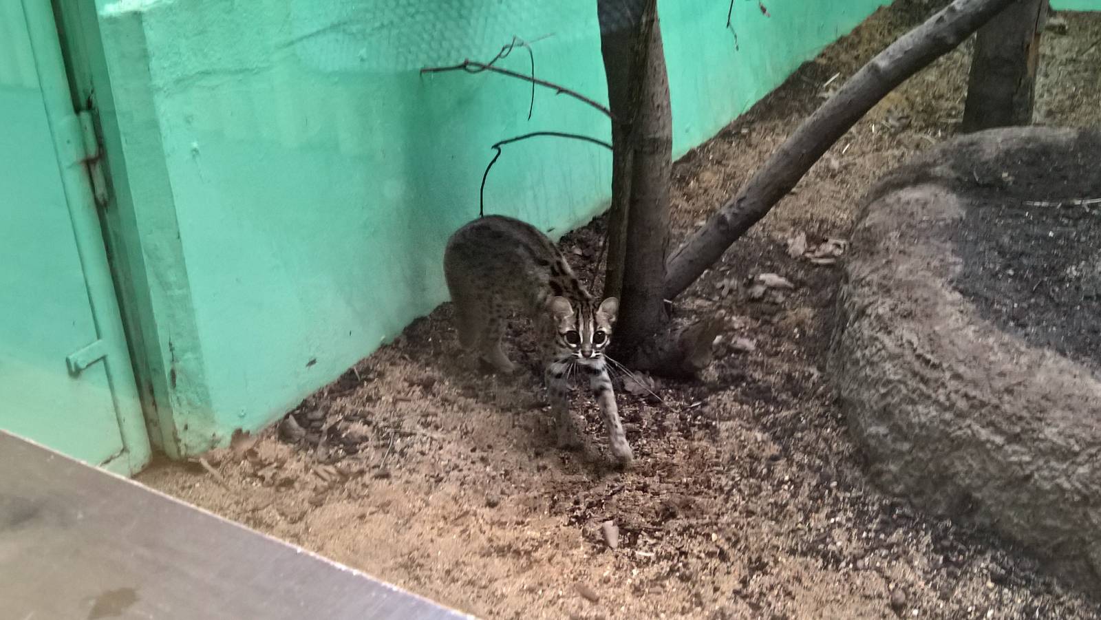 Palawan leopard cat
