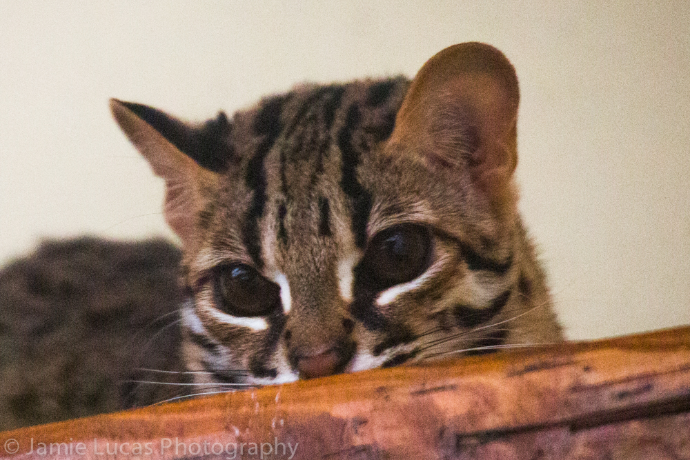 Palawan Leopard Cat