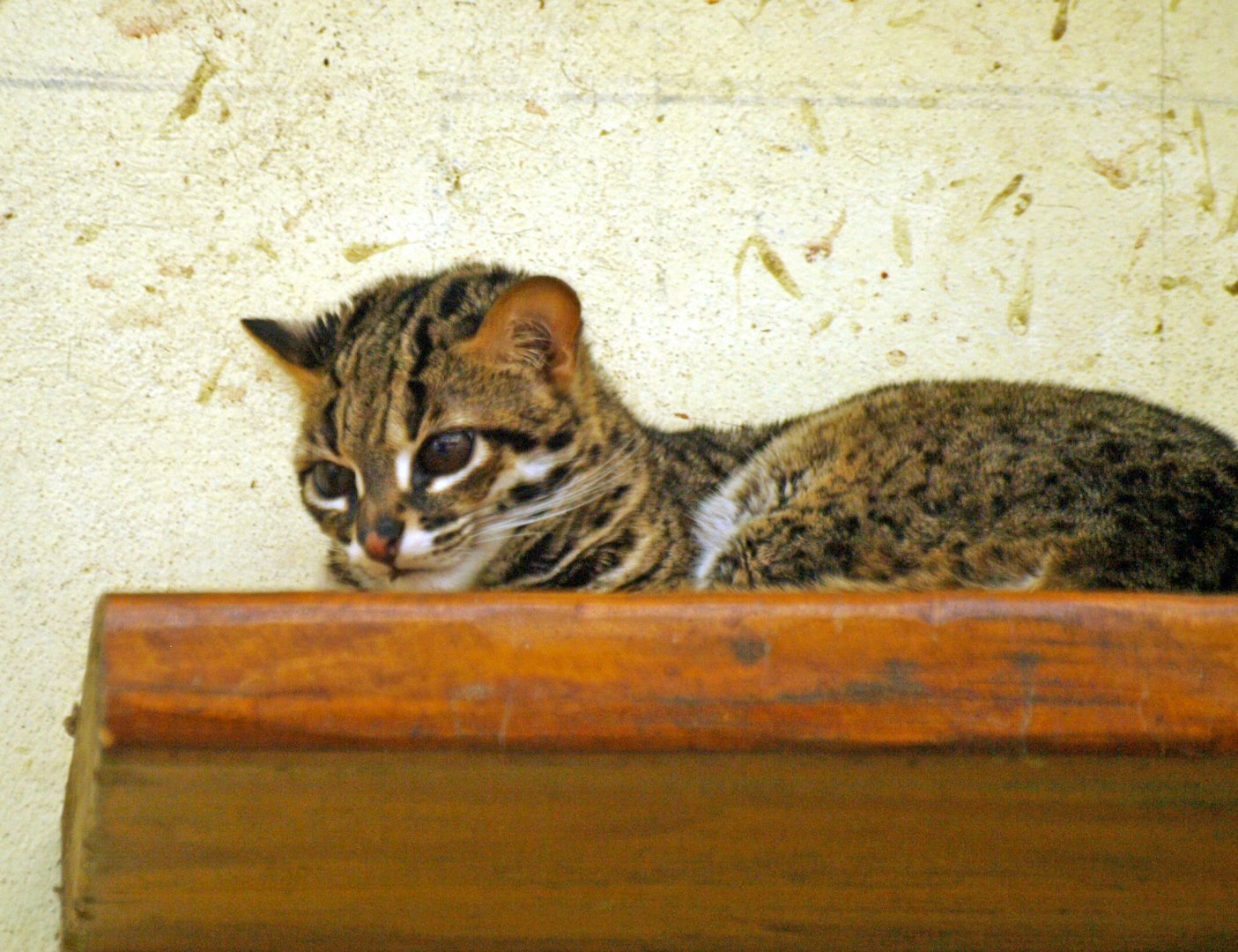 Palawan leopard cat