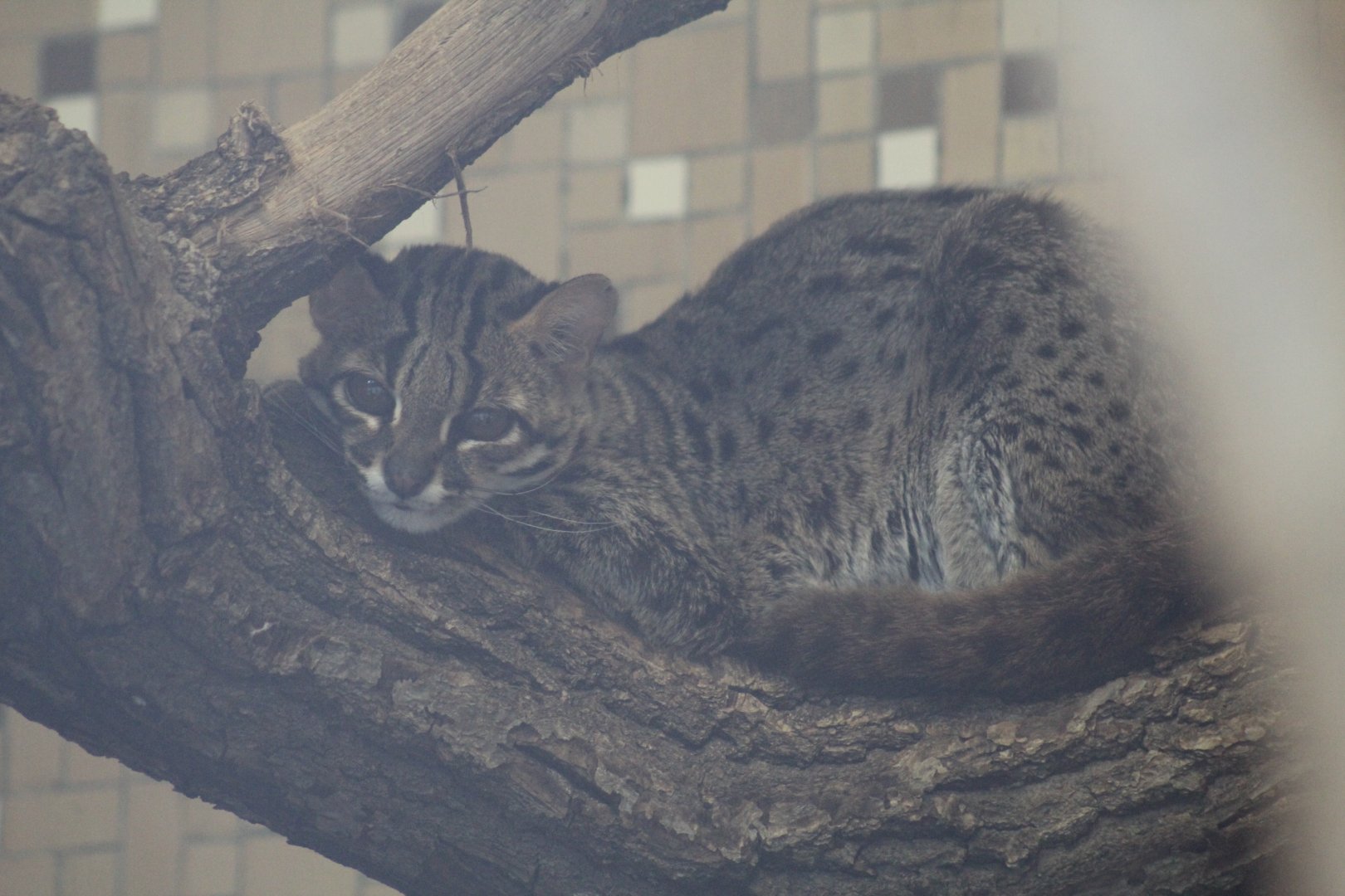 Palawan Leopard Cat