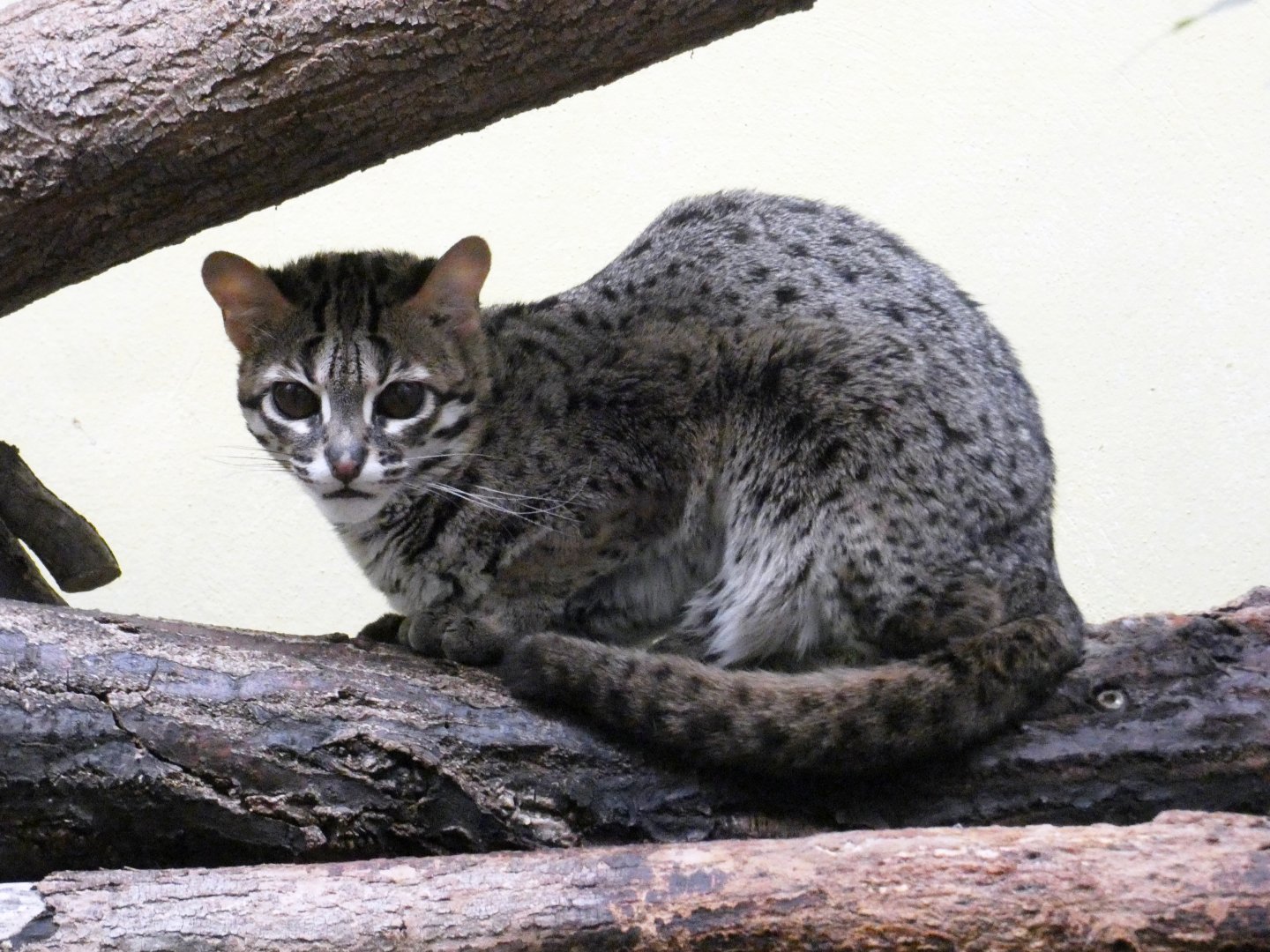 Palawan leopard cat