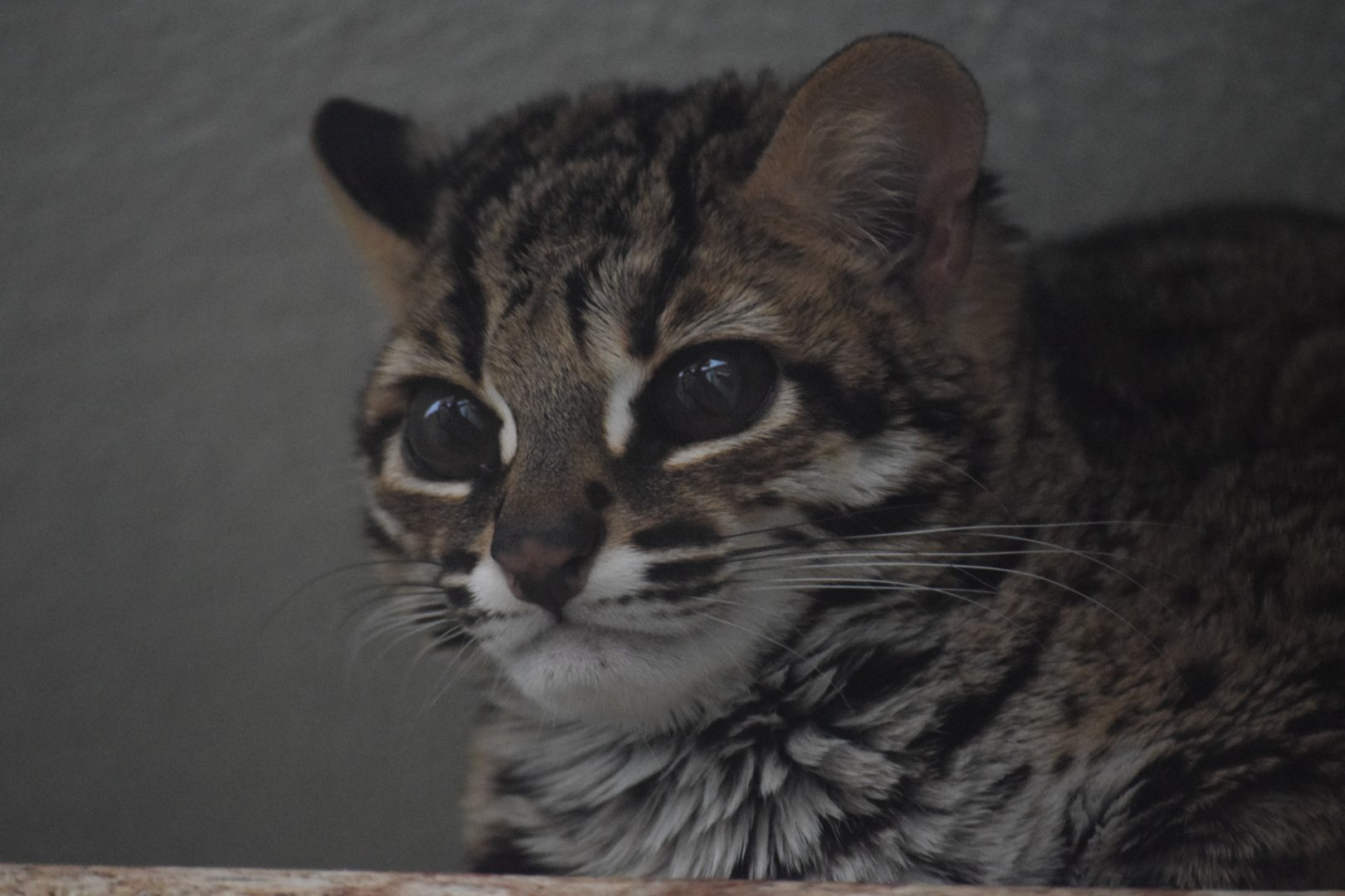 Palawan leopard cat