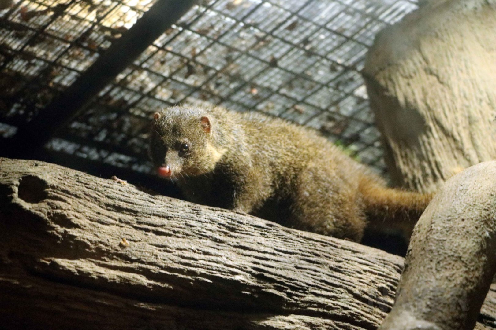 Palawan mongoose, July 2016