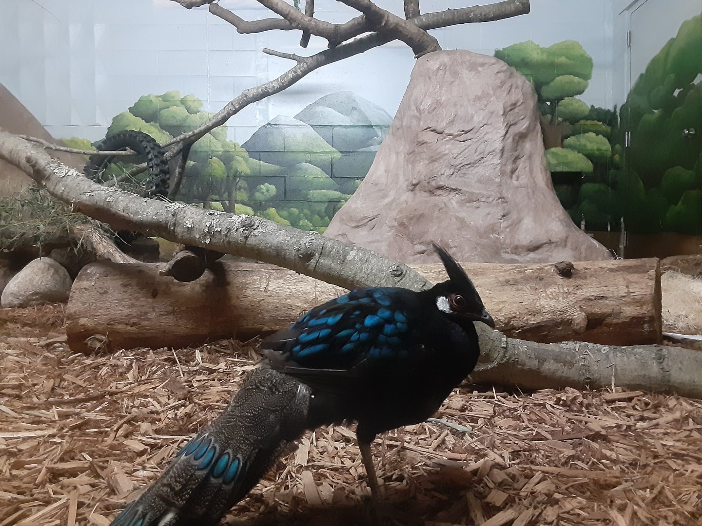 Palawan Peacock Peasant