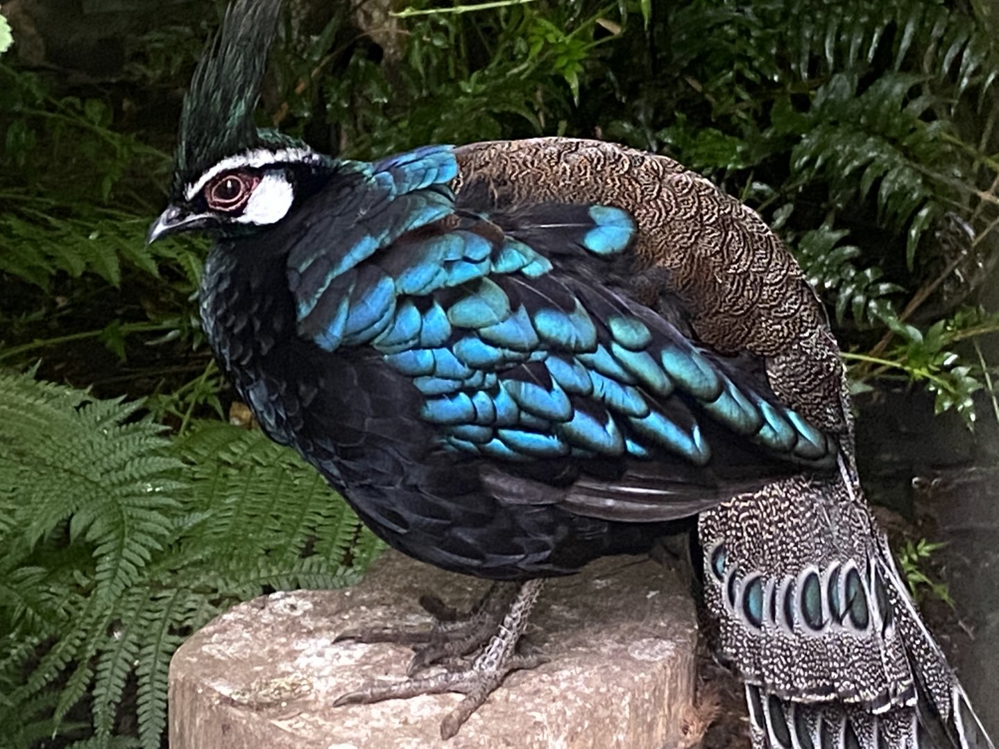 Palawan peacock pheasant 020822