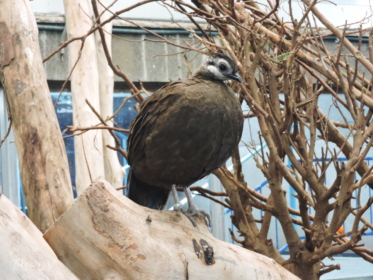 Palawan peacock-pheasant [2015]