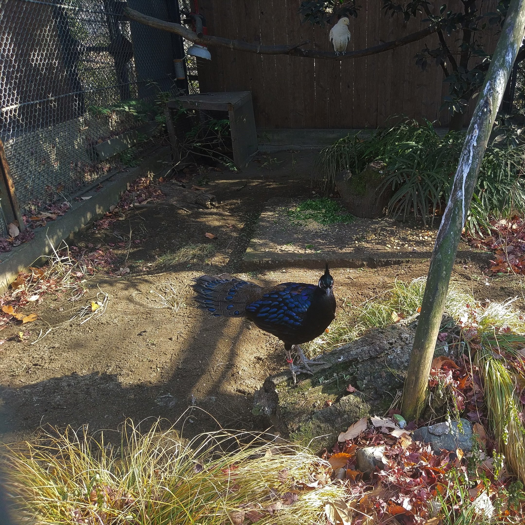 Palawan Peacock-Pheasant and Pied Imperial Pigeon