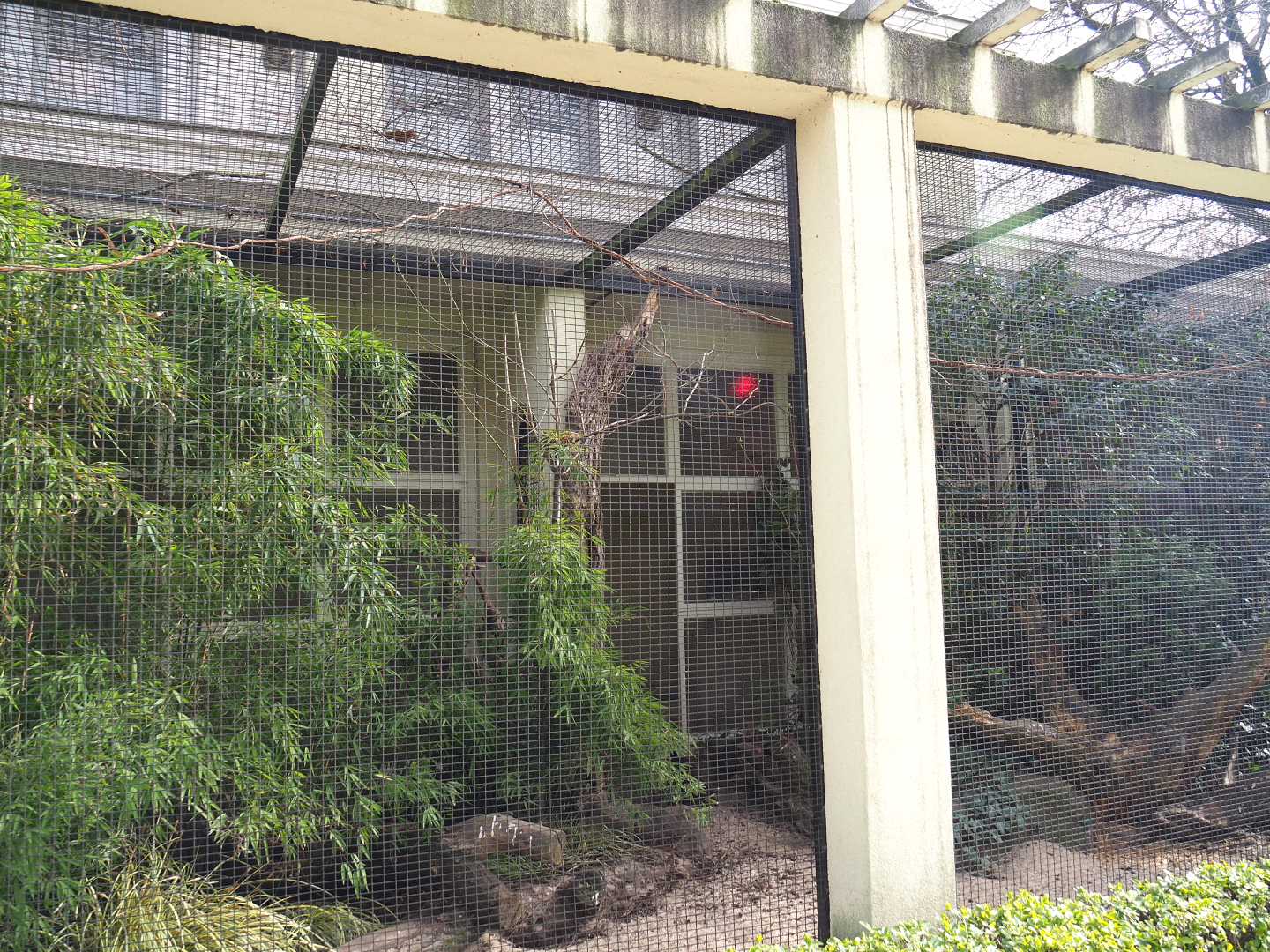 Palawan peacock-pheasant and Sumatran laughingthrush aviary, 2022-03-16