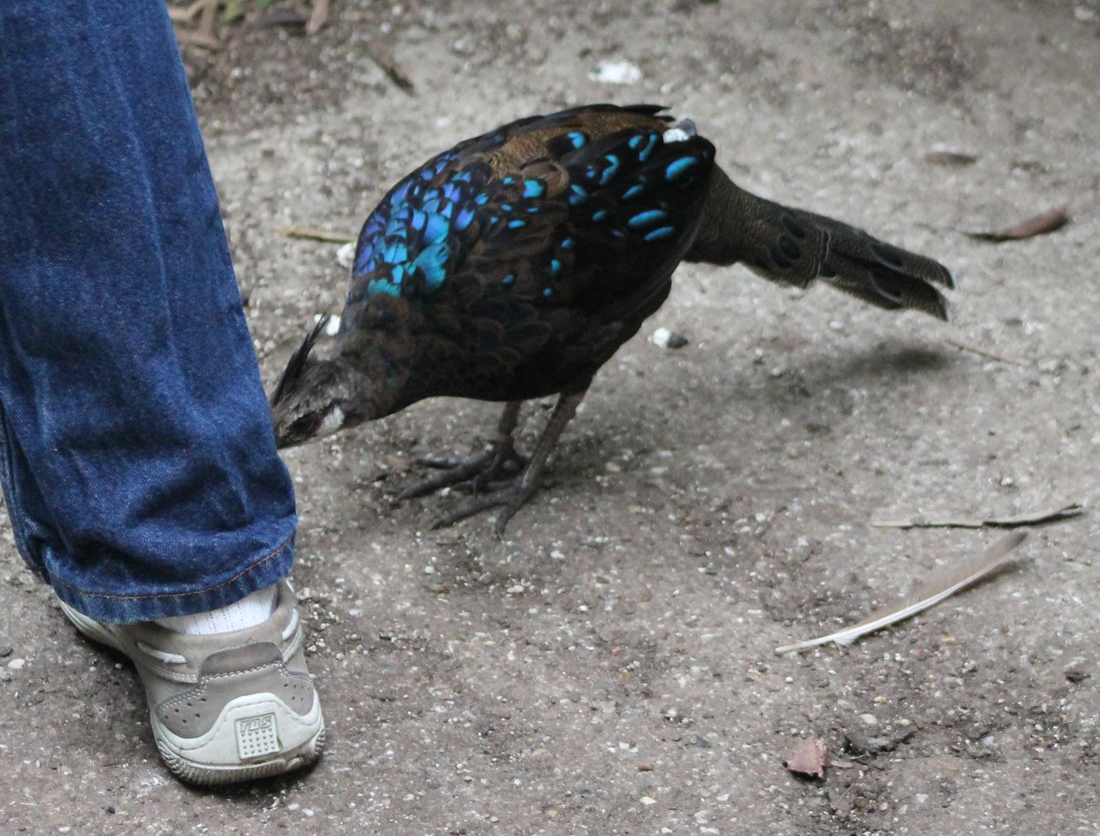 Palawan peacock pheasant attack