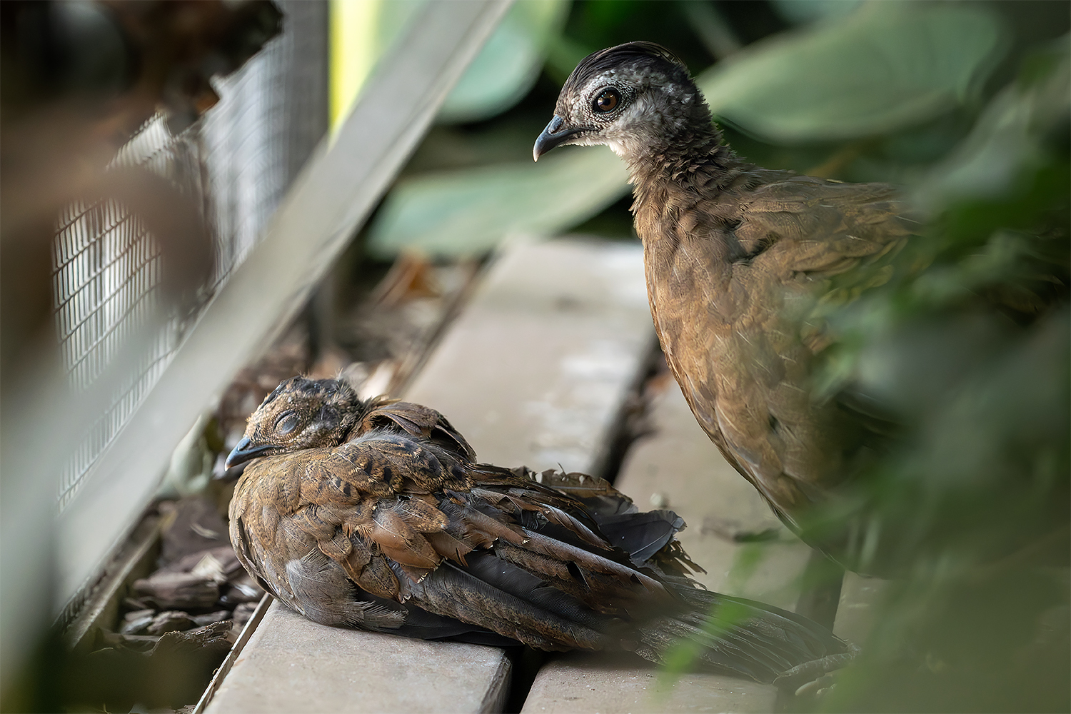 Palawan peacock-pheasant (baby and mom)