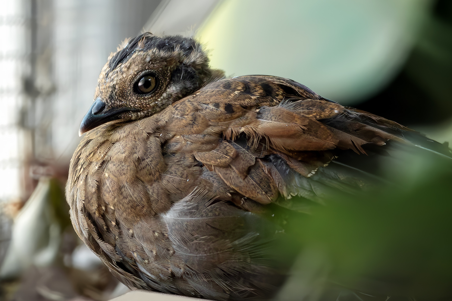 Palawan peacock-pheasant (baby)