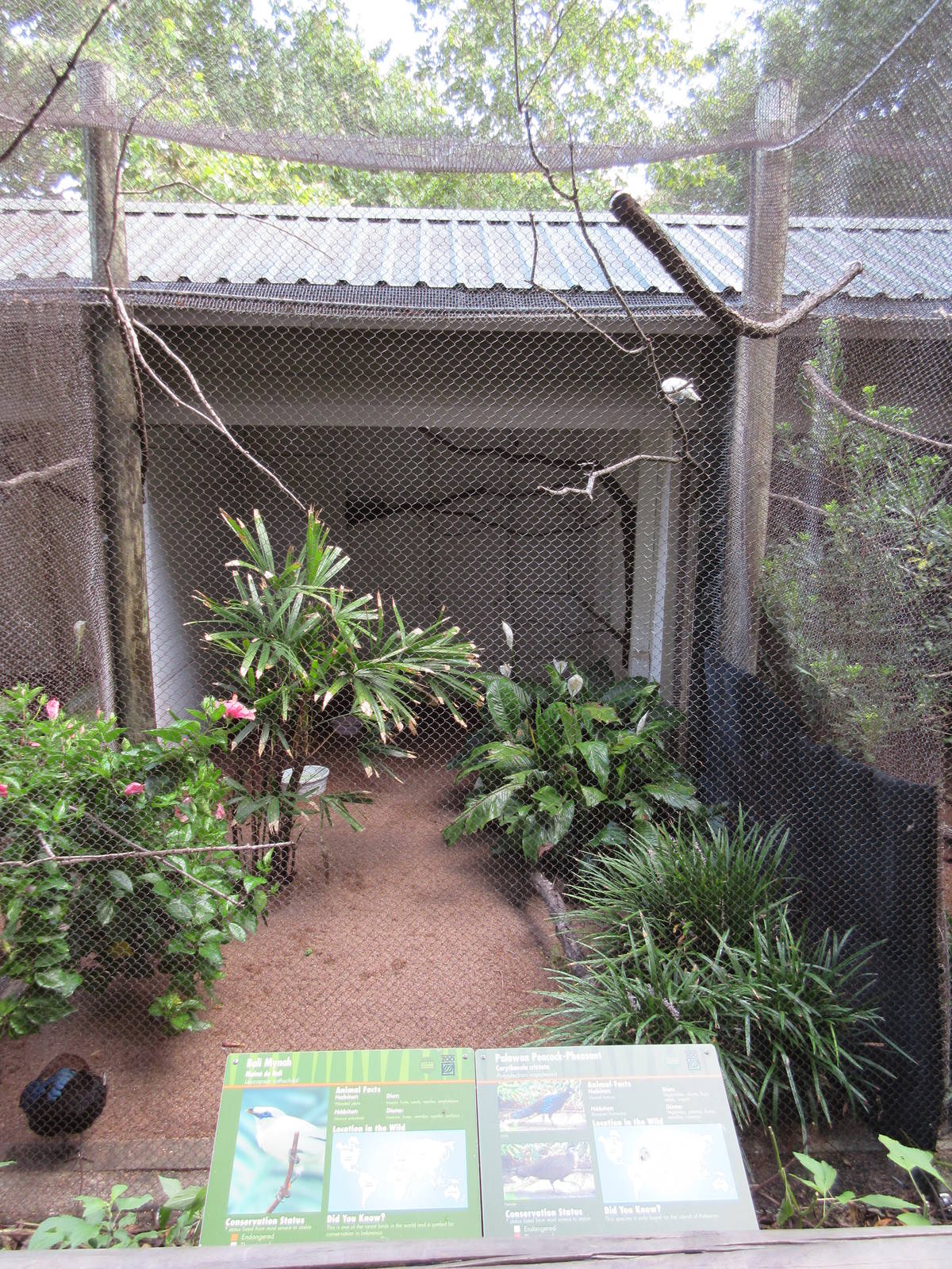Palawan Peacock Pheasant/Bali Mynah Exhibit