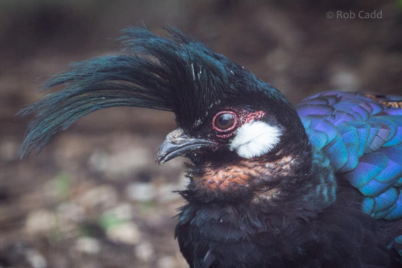 Palawan peacock-pheasant : Birdland : 19 Apr 2015