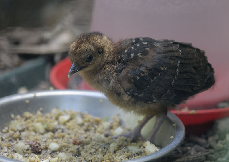 Palawan peacock pheasant chick