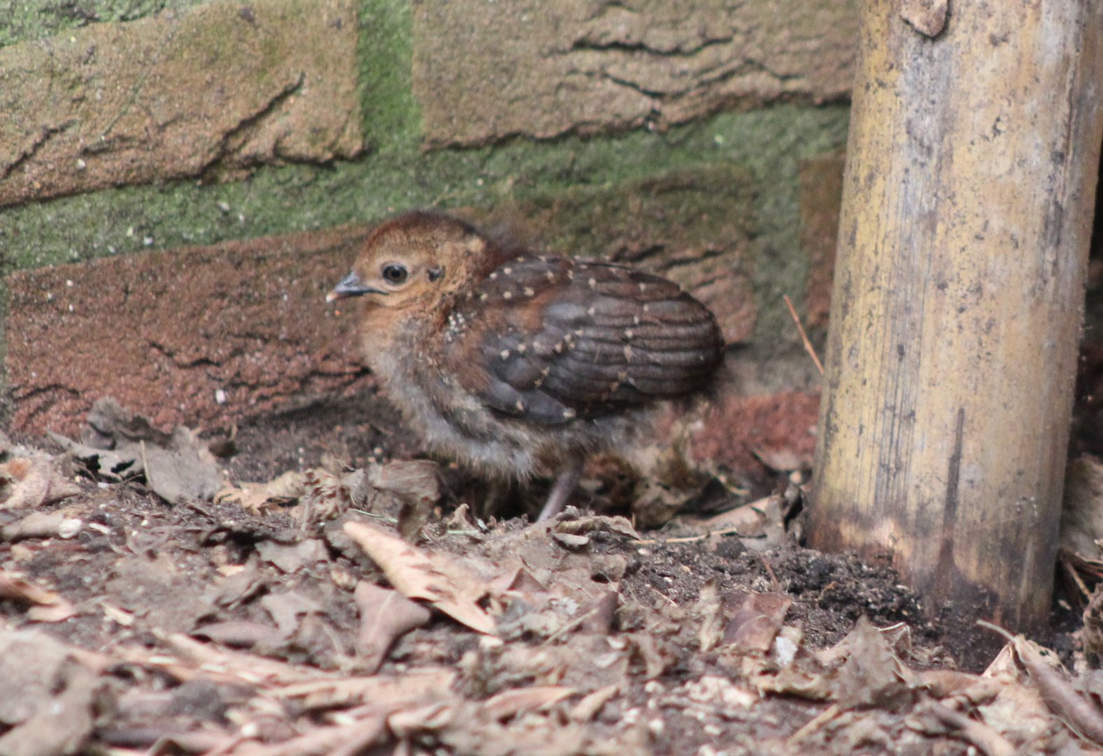 Palawan peacock-pheasant chick