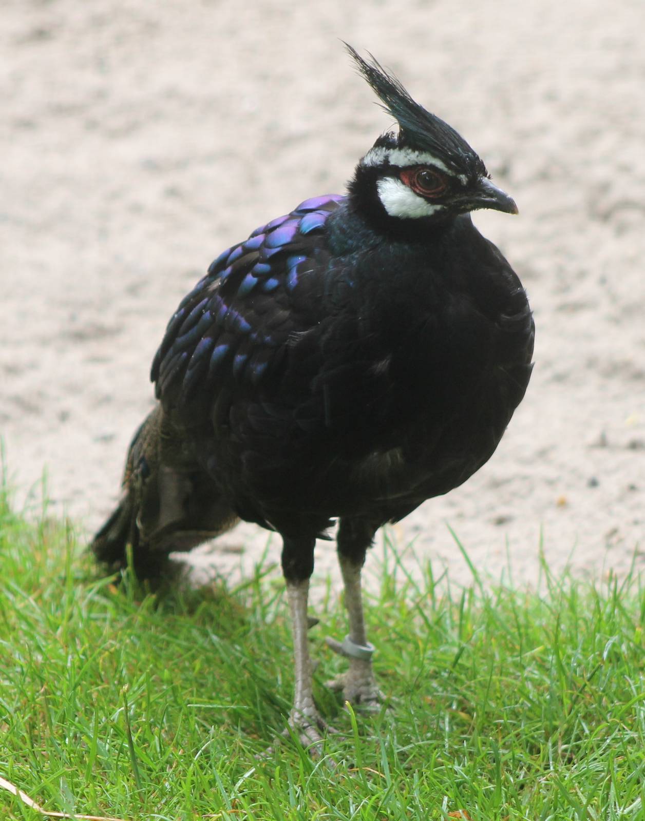 Palawan peacock-pheasant cock