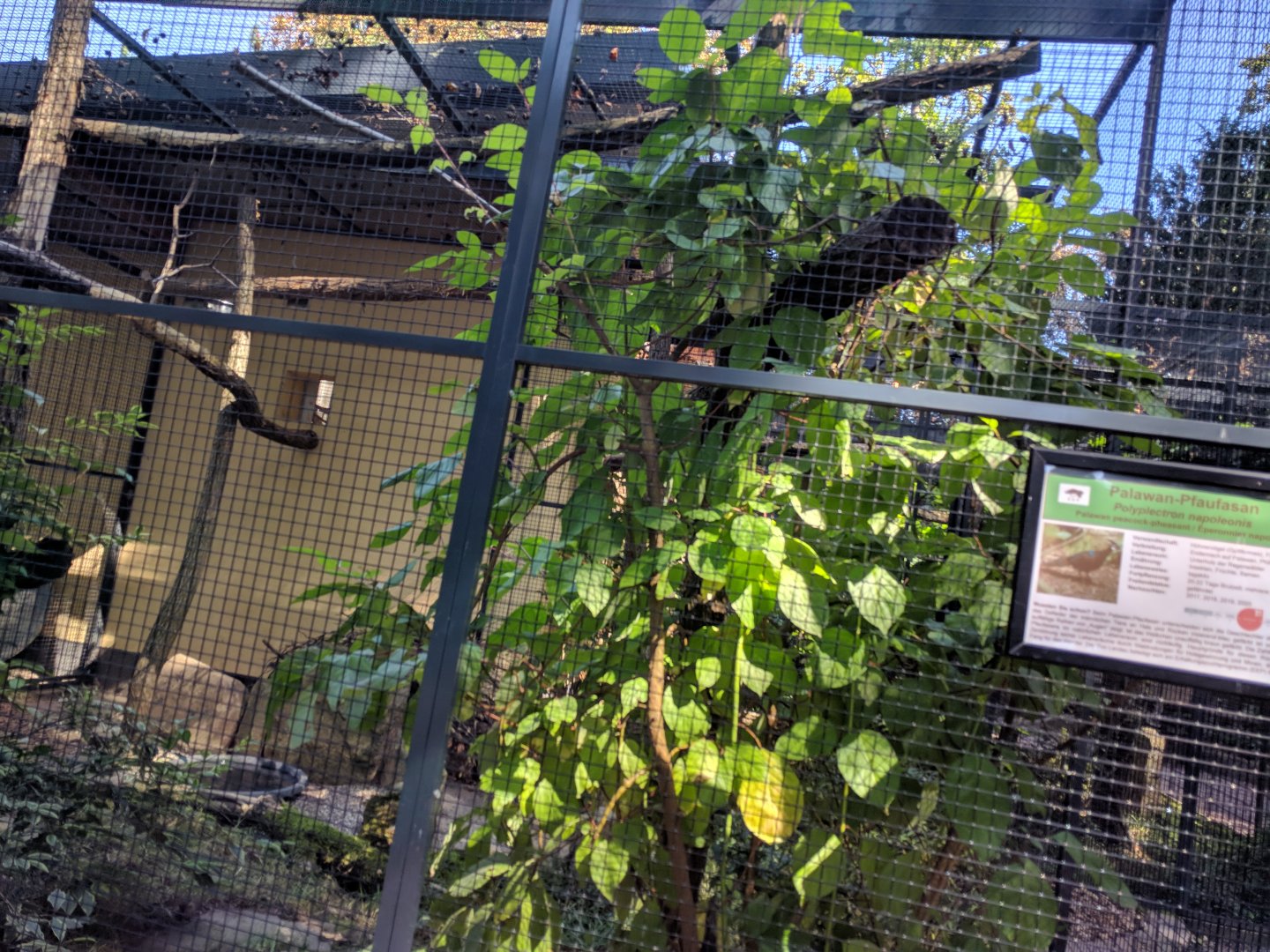 Palawan Peacock Pheasant Enclosure