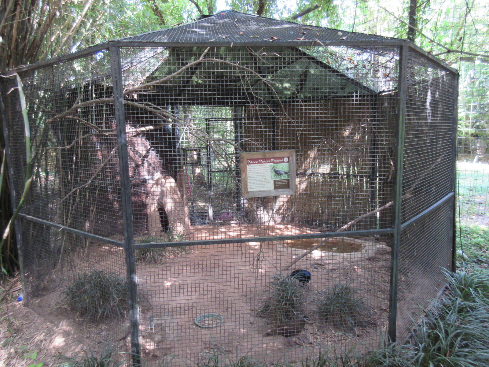 Palawan Peacock Pheasant Exhibit