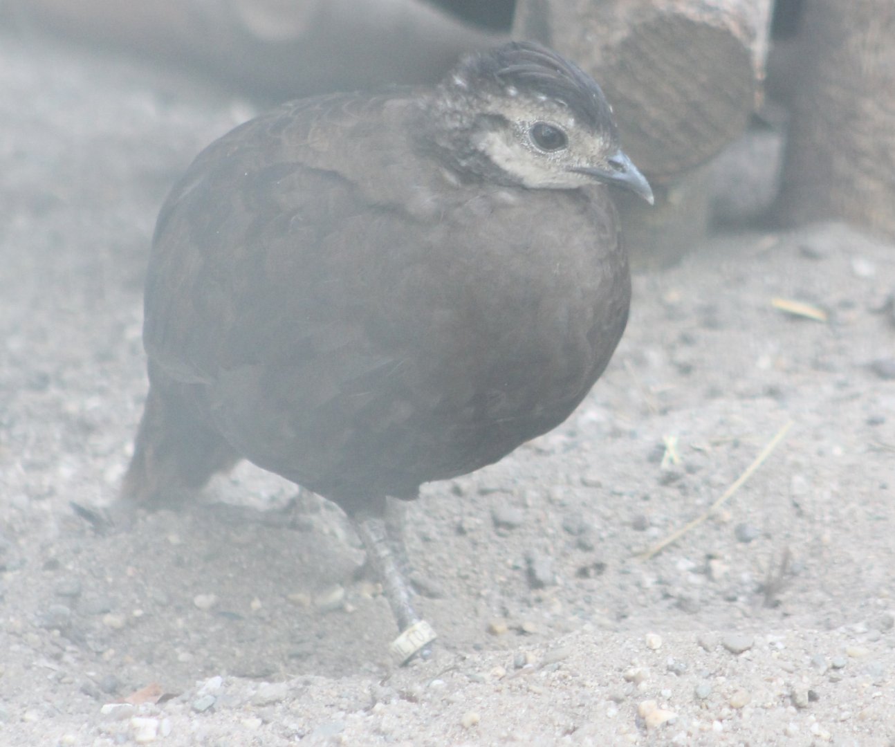 Palawan peacock-pheasant Female