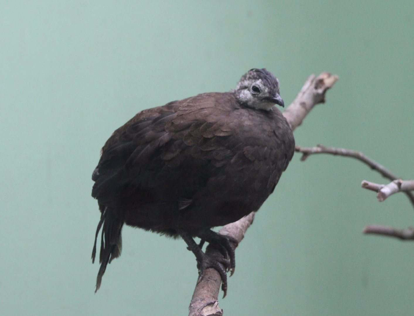 Palawan peacock-pheasant - female