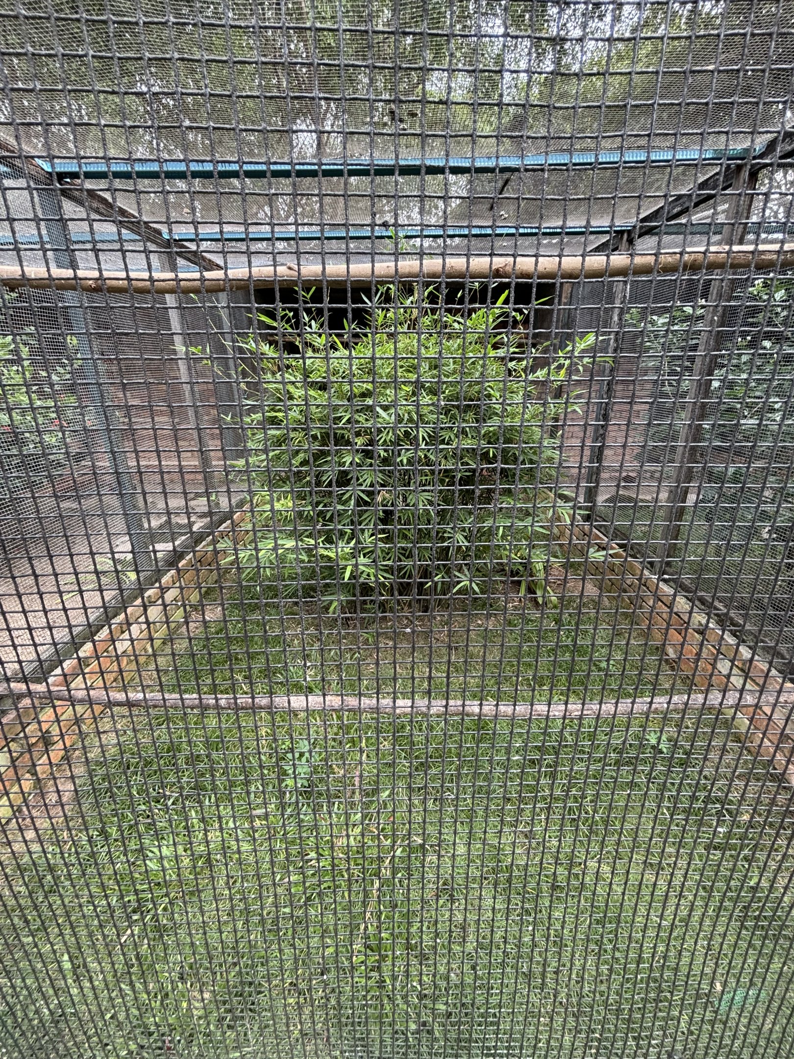 Palawan Peacock Pheasant + Greater Glossy Starling Aviary