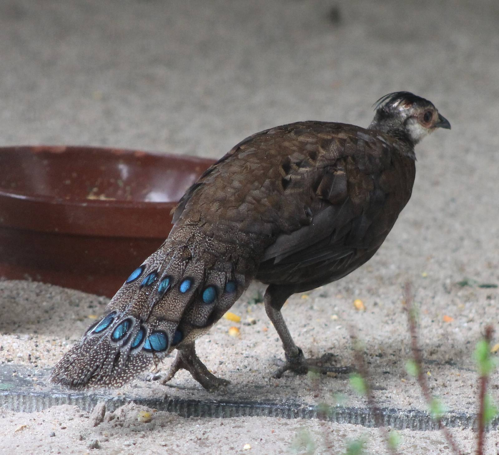 Palawan peacock-pheasant hen