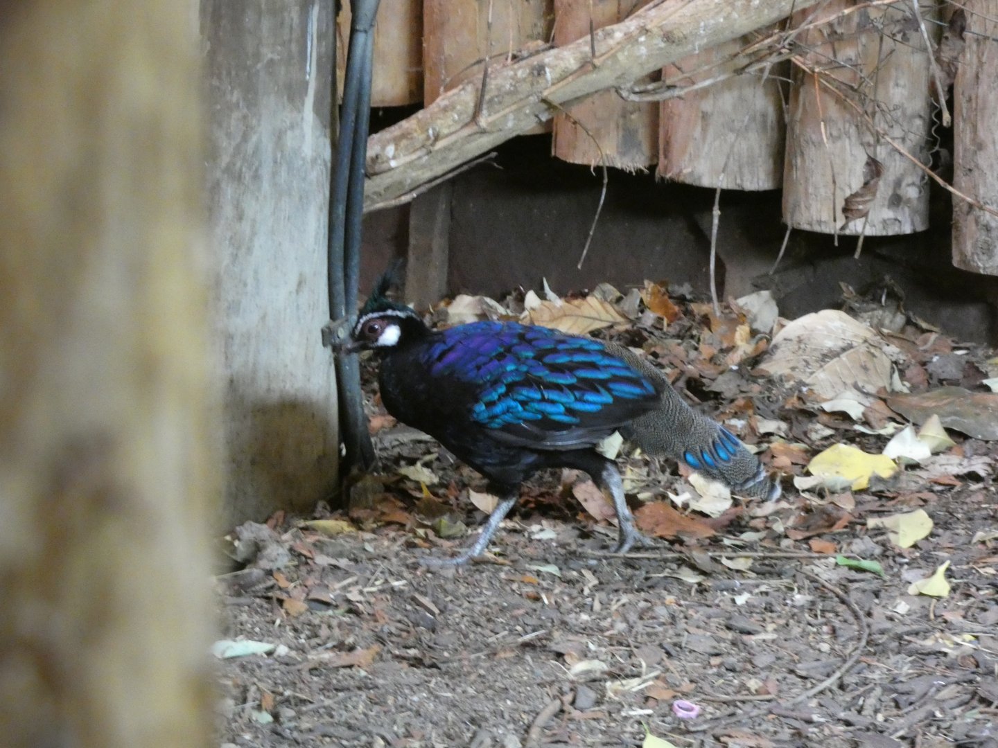 Palawan Peacock Pheasant in Tropical Realm