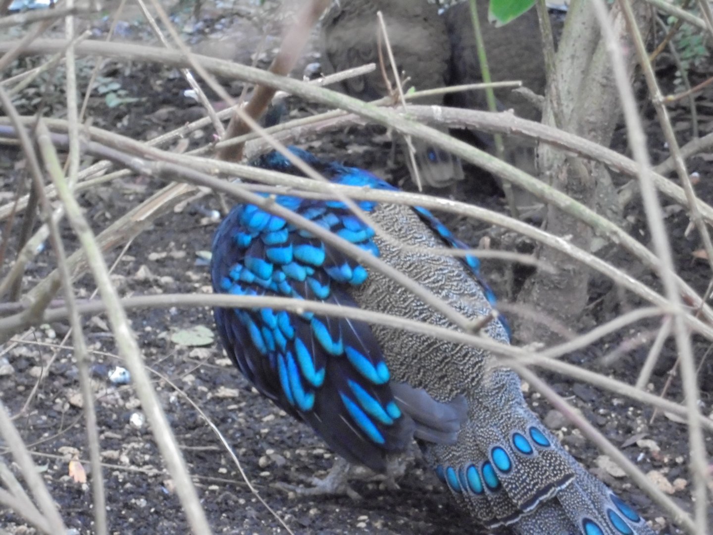 Palawan peacock-pheasant male