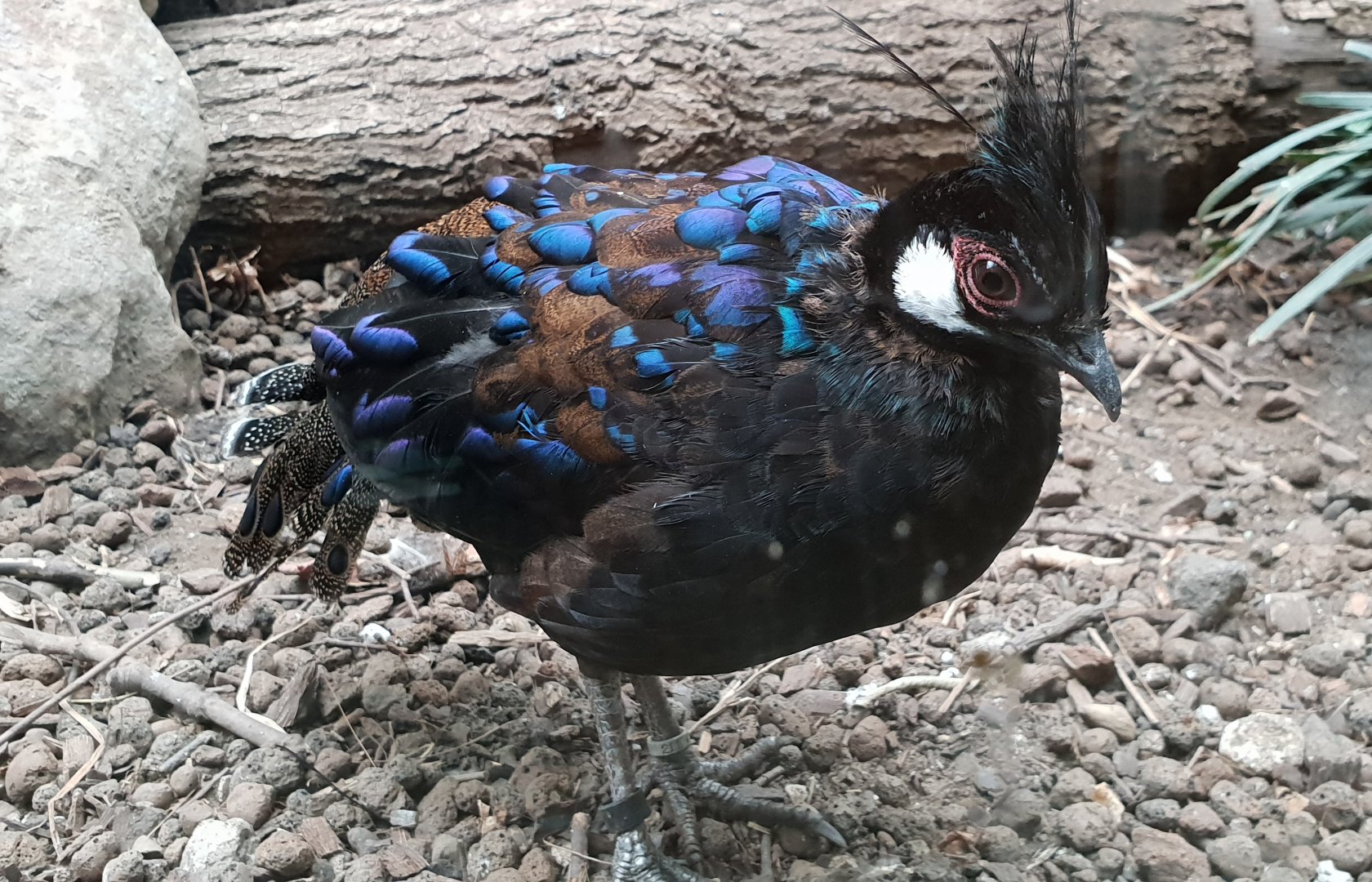Palawan peacock pheasant - male