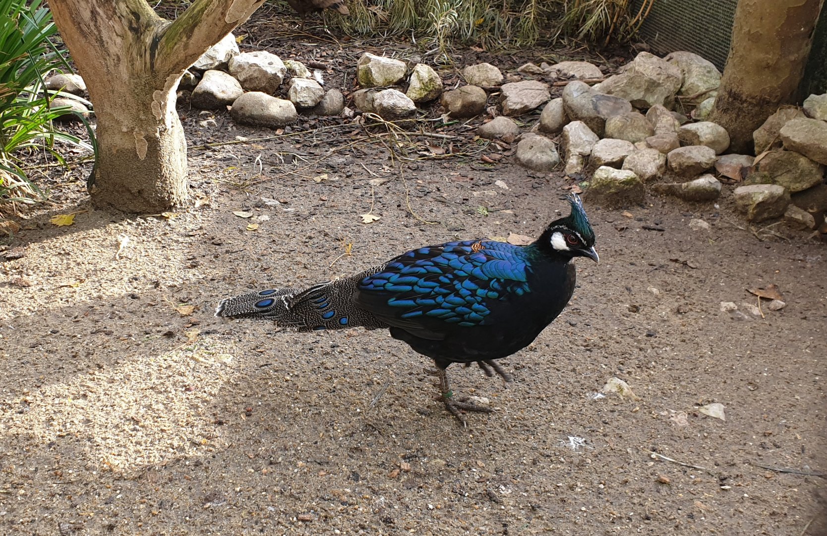 Palawan peacock-pheasant - male