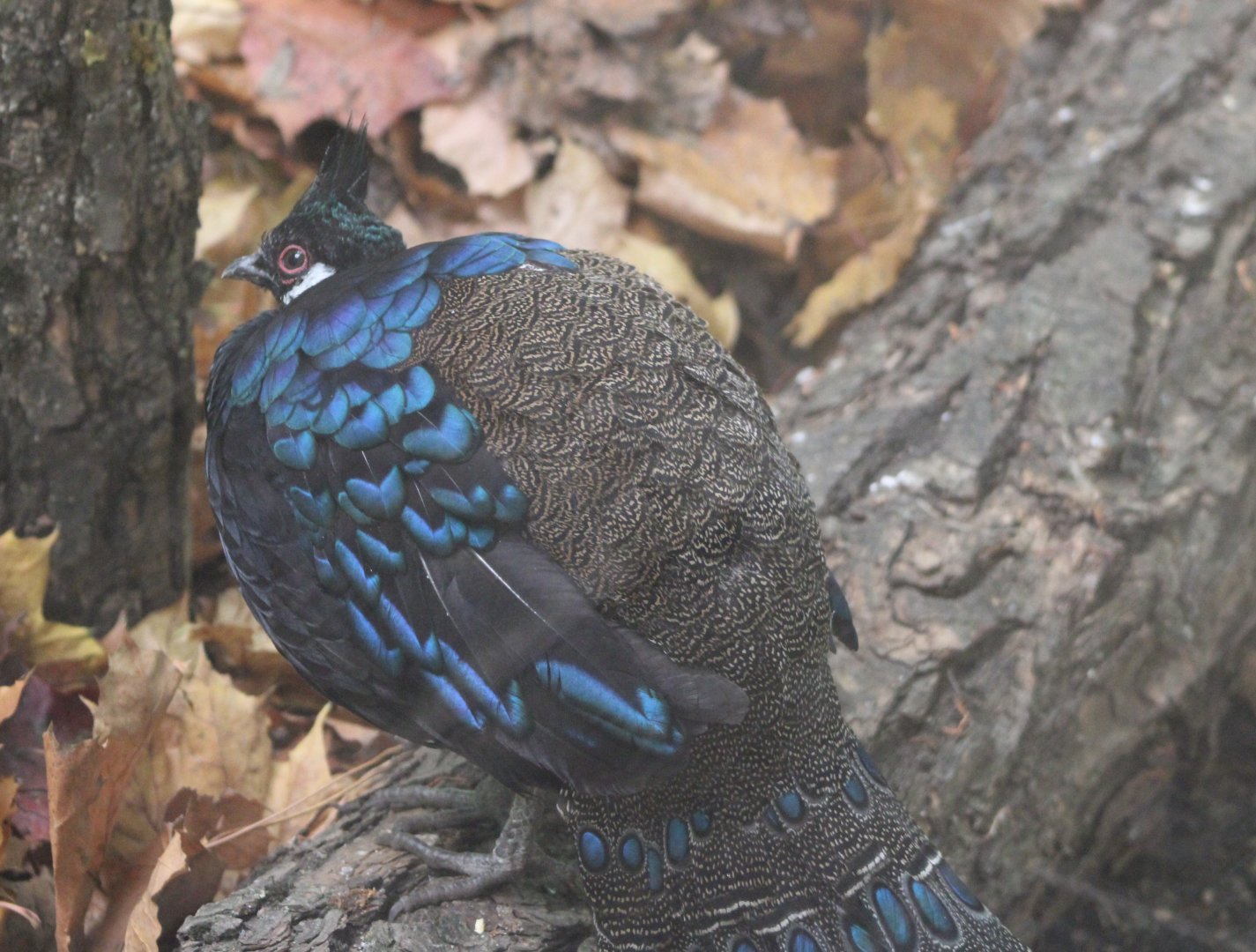 Palawan peacock-pheasant - male