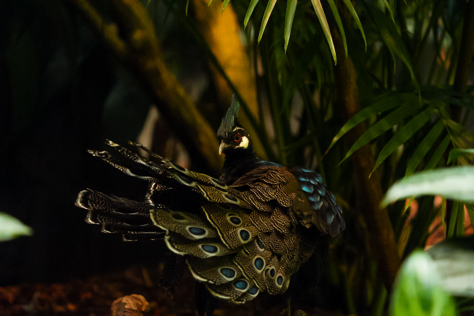 Palawan Peacock-Pheasant (male)