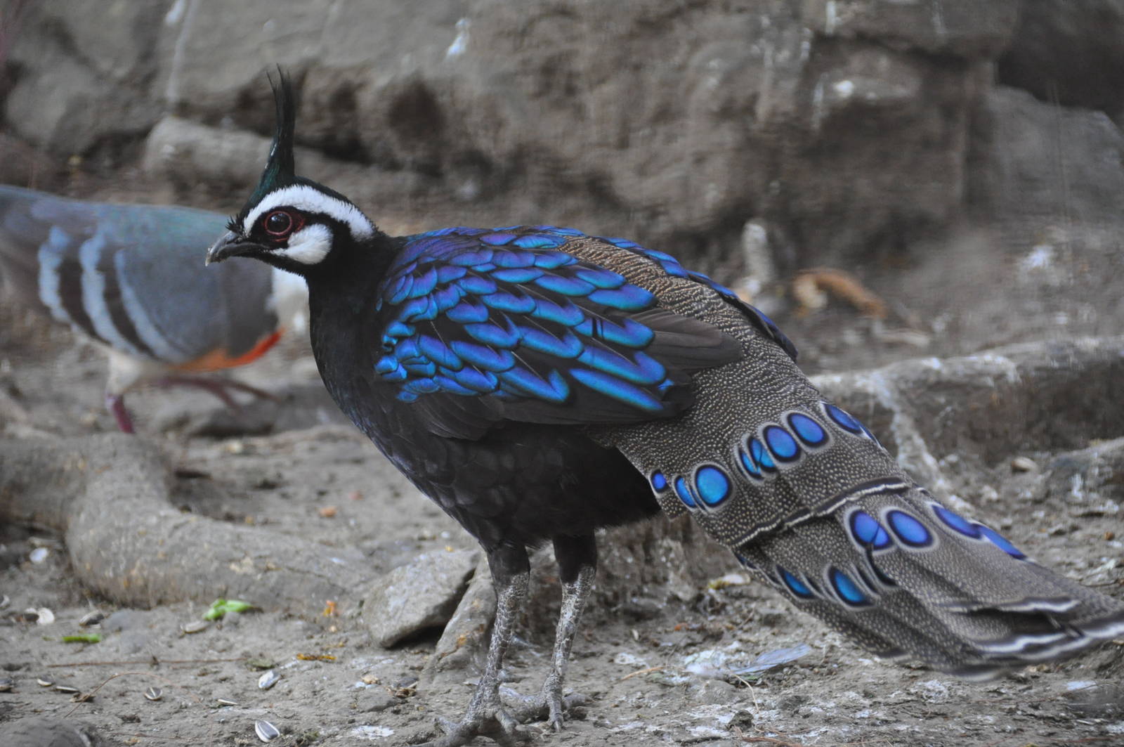 Palawan peacock pheasant/ Polyplectron emphanum