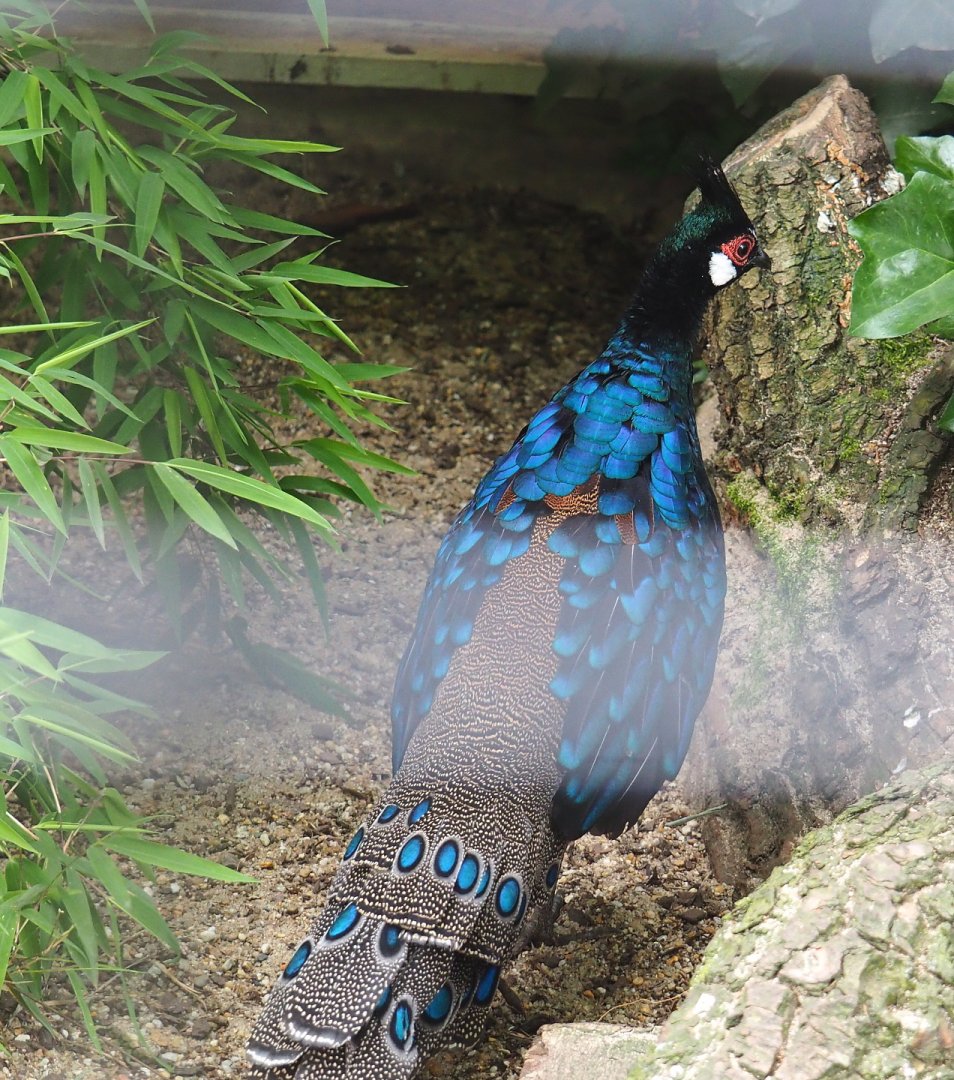 Palawan peacock-pheasant (Polyplectron napoleonis), 2021-06-12