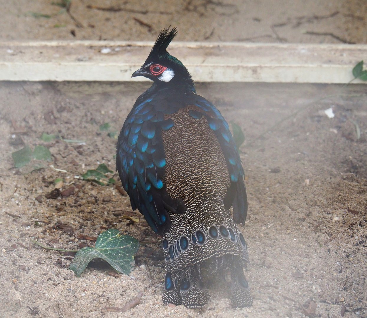 Palawan peacock-pheasant (Polyplectron napoleonis), 2022-03-16