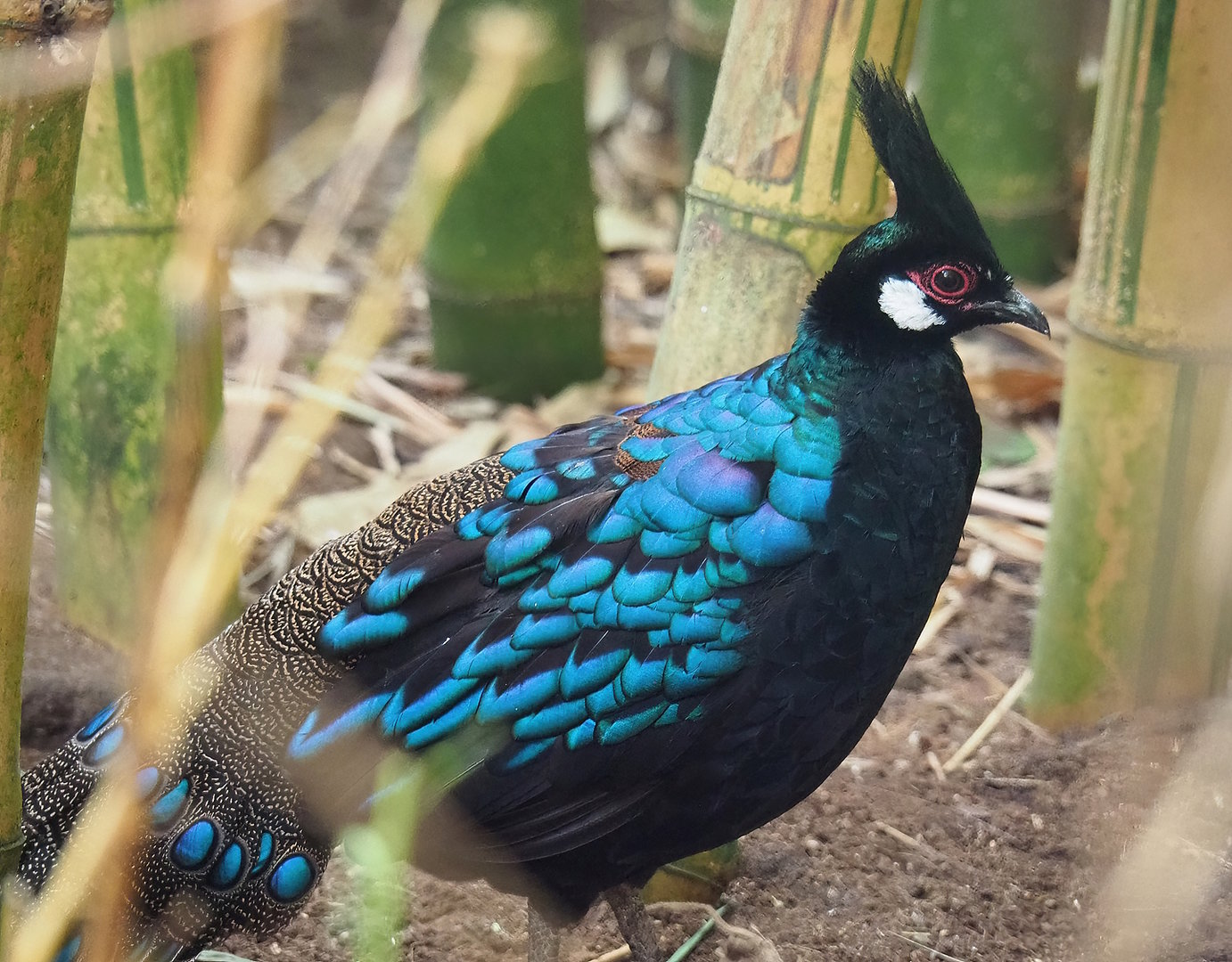 Palawan peacock-pheasant (Polyplectron napoleonis), 2022-08-28